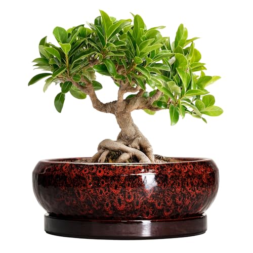 Bonsai Pots 8 Inch Ceramic Succulent Planters for Indoor Outdoor (8 Inch / Leopard Red)