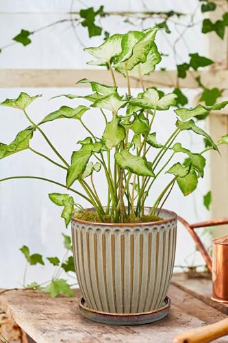 Ceramic Pots for Indoor Plants (Brown - Single 7.8" Pot)