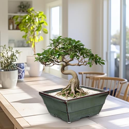 Set of 2 Large Bonsai Pots with with Drainage Hole (Green / 10"x7.8"x4.3")