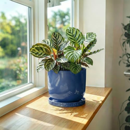Ceramic Plant Saucer (5.6 Inch / Blue)