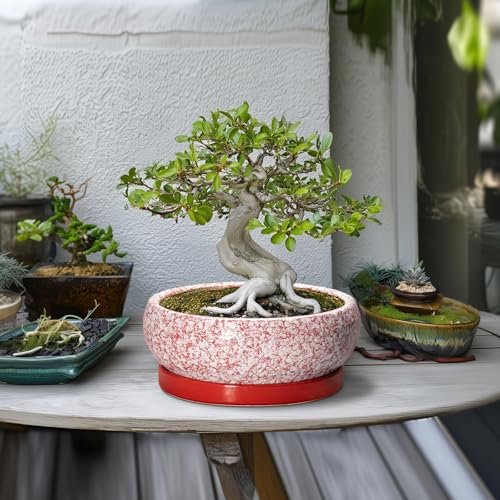 Bonsai Pots 10 Inch (10 Inch / Red-white)