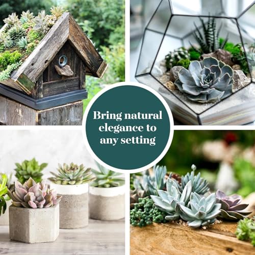 Wild Rosette Succulent Plant Pack (256 Pack)