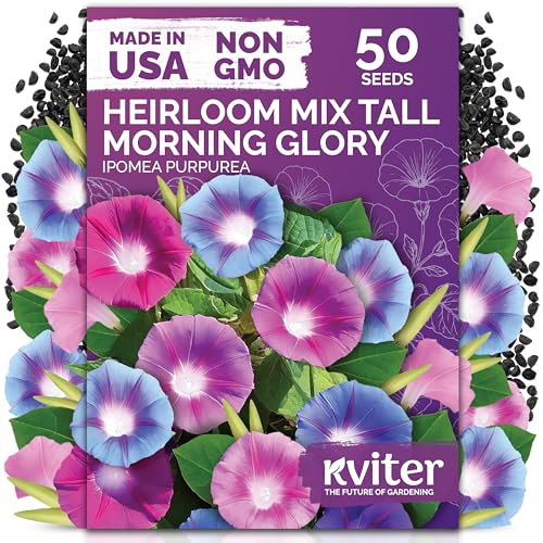 50 Tall Morning Glory Seeds Mix