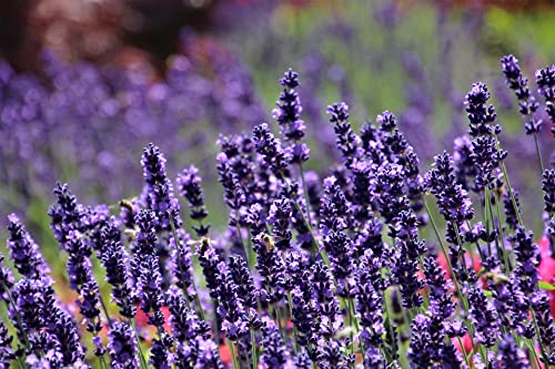 Live Perennial Plants (10 Pots)