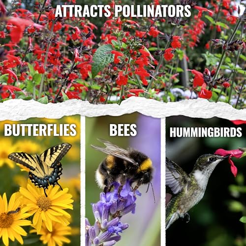 Scarlet Sage Seeds to Plant Perennial Red Salvia 5 Packs (5 Packs / Scarlet Salvia)
