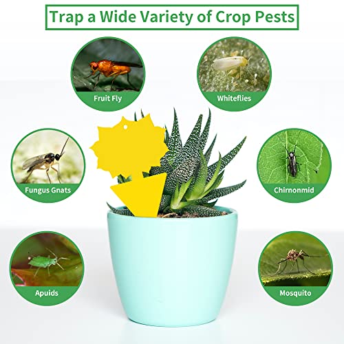Fruit Fly Sticky Trap 24 Pack (24 Pack)