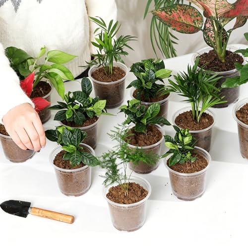 60 Pack 4 Inch Clear Nursery Pots with Drainage Hole (4 Inch 60 pack)
