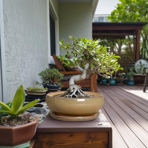 Bonsai Planter (10 Inch / Speckled Brown)