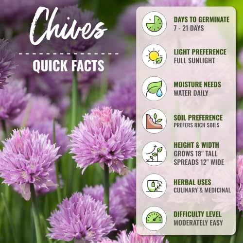 Herb Seeds to Plant Common Chives Heirloom Non (5 Packs)