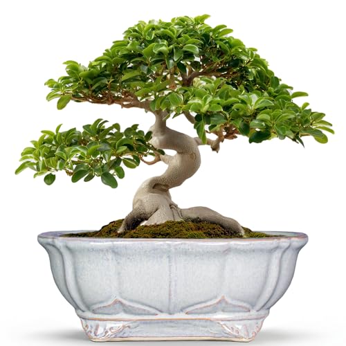13.2 Inch Succulent Pots (13.5 Inch / Oval Grey)