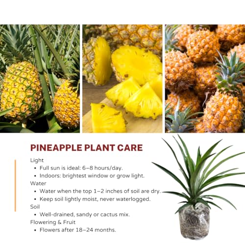 Pineapple Plant Live (Gold Pineapple)