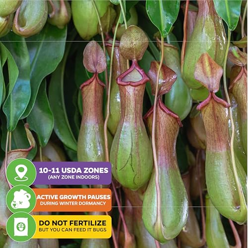 Miranda Pitcher Plants (Miranda)