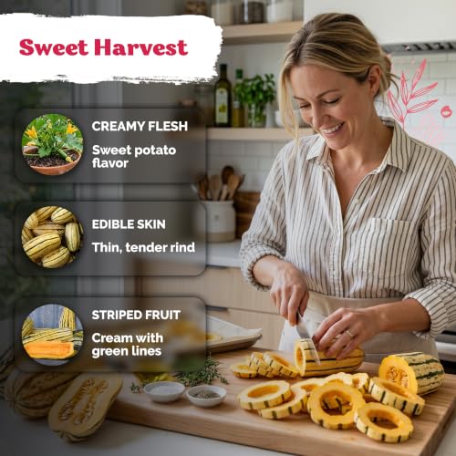 35 Delicata Winter Squash Heirloom Vegetable Seeds