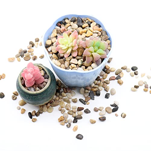 Mixed Color Rocks for Plants & Planters
