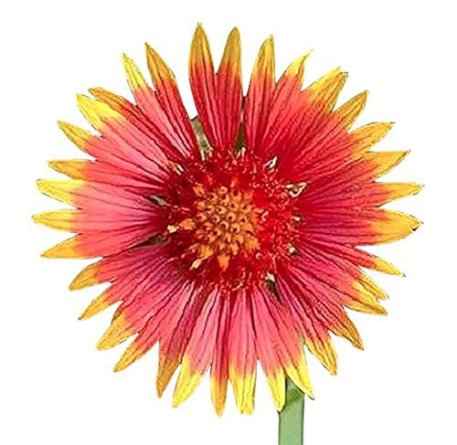 Texas & Oklahoma Wildflower Seeds Mix