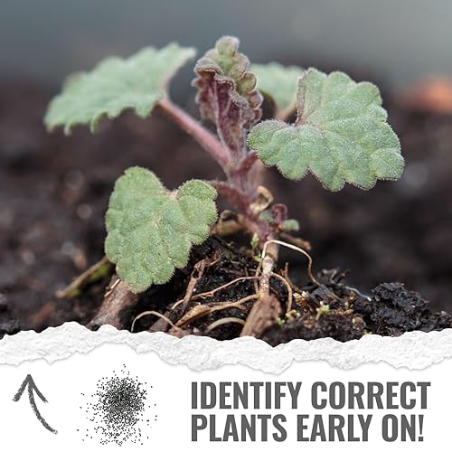 Catmint Seeds to Plant Heirloom Non (2 Count)