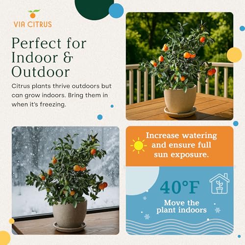 Meyer Lemon Tree Live Plant 13