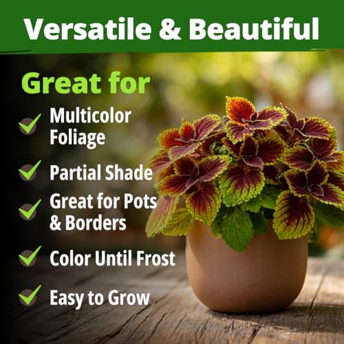 Rainbow Coleus 1500 Flower Seeds Plectranthus scutellarioides