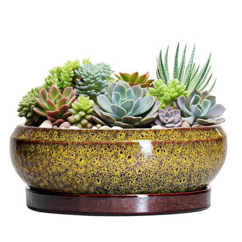 Succulent Pots Large (13 Inch / Leopard Yellow)