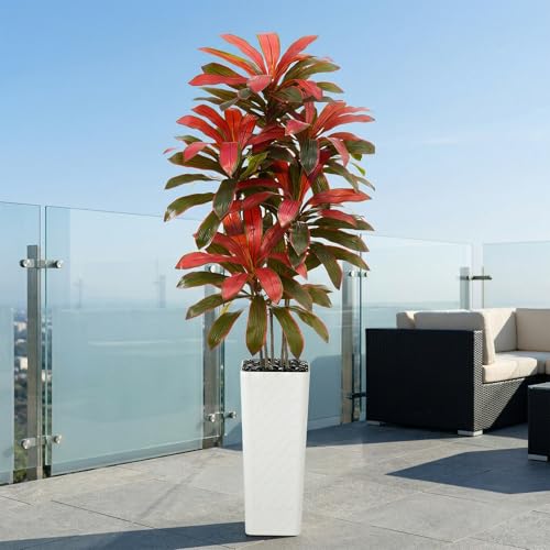 Artificial Dracaena Tree (Burgundy – White Pot / 7FT)
