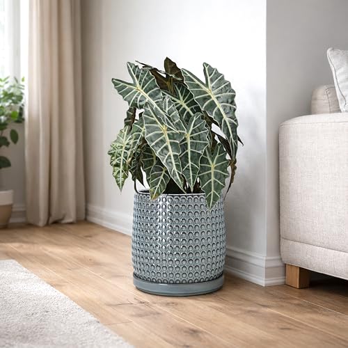 Beaded Ceramic Pot with Saucer (10.2 Inch / Graphite Blue)