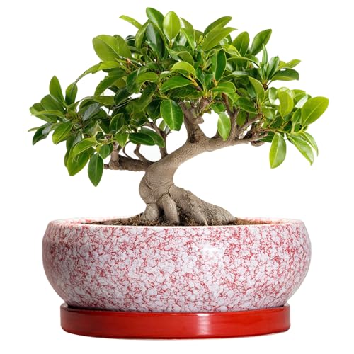 Bonsai Pots 10 Inch (10 Inch / Red-white)