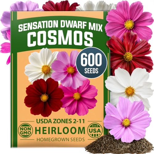 Sensation Dwarf Mix 600 Cosmos Flower Seeds Cosmos bipinnatus