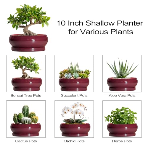 Bonsai Pots 10 Inch (10 Inch / Wine Red)
