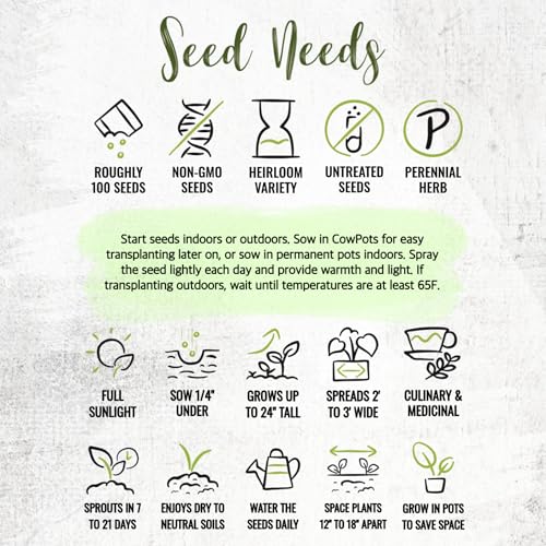 Broad Leaved Sage Seeds to Plant Heirloom Non (5 Packs)