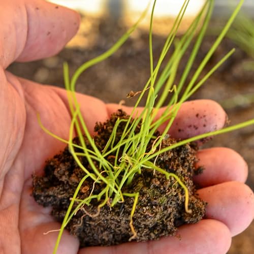 Common Chives Seeds to Plant Heirloom Non (2 Packs)