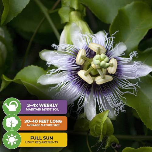 Bounty Passion Fruit Vine (Bounty Passion Fruit)