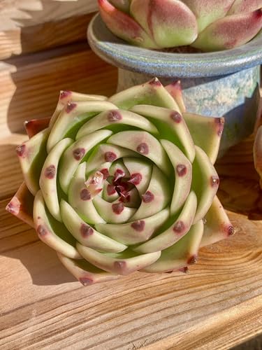 Echeveria Agavoides Blue Dragon Rare Live Succulent Plants (Echeveria Blue Dragon)