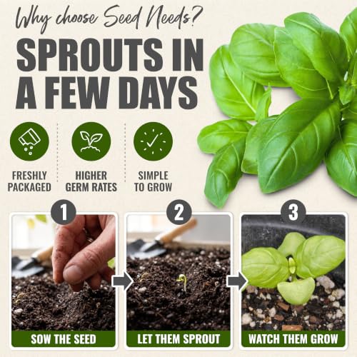 Italian Basil Seeds to Plant Heirloom Non (5 Packs)