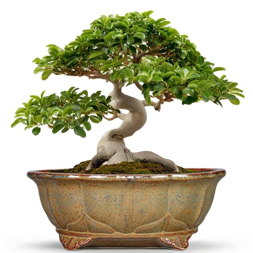 13.2 Inch Bonsai Planter (13.5 Inch / Oval Yellowish Brown)