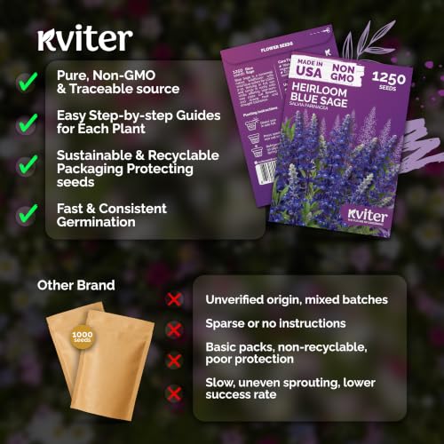 1 250 Blue Sage Heirloom Flower Seeds for Planting