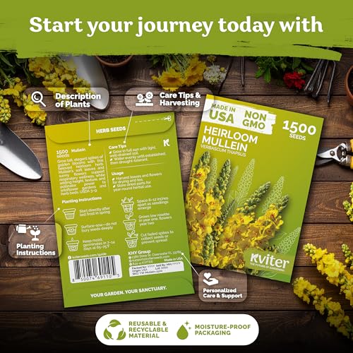 1 500 Mullein Heirloom Herb Seeds for Planting