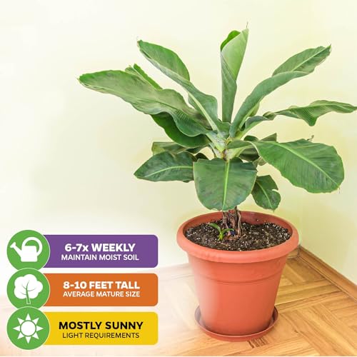 Dwarf Cavendish Banana Tree (Dwarf Cavendish)
