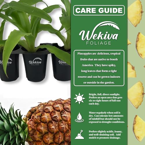 Elite Gold Pineapple Plant (Elite Gold)