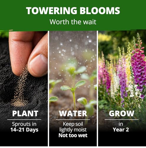 Foxglove Excelsior Mix 8000 Flower Seeds Digitalis purpurea