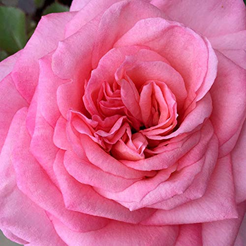 Heirloom Hybrid Tea Roses (Sunbelt Savannah)
