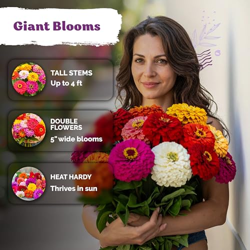 550 California Giant Zinnia Heirloom Flower Seeds