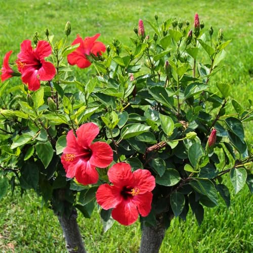 Red Hibiscus rosa (2 Count)