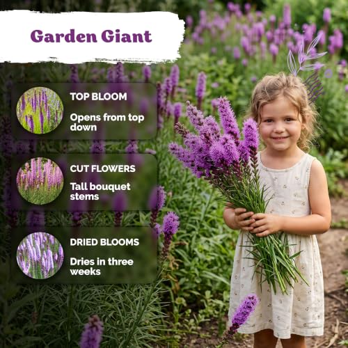 300 Prairie Blazing Star Heirloom Flower Seeds