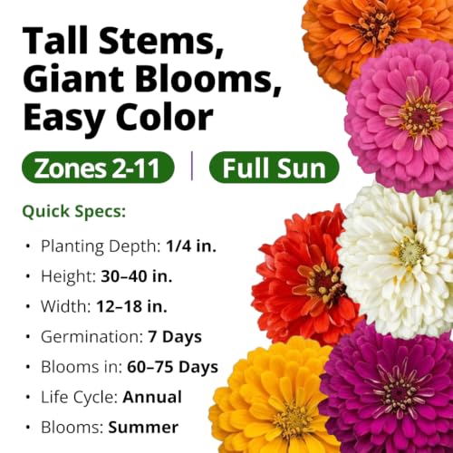 State Fair Zinnia Seeds