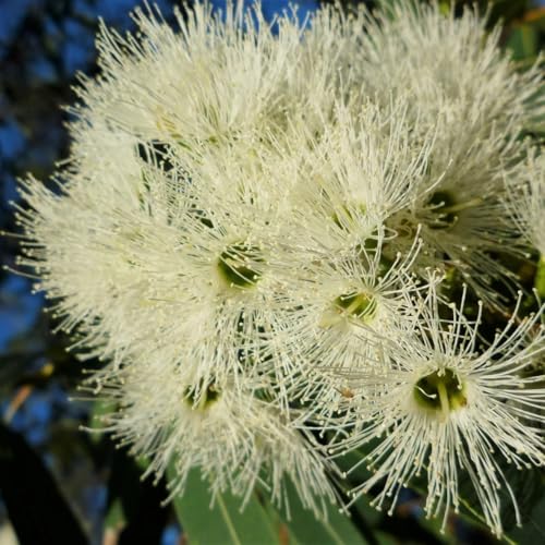 Lemon Eucalyptus Live Starter (2 Count (Cup) / eucal-lemon)