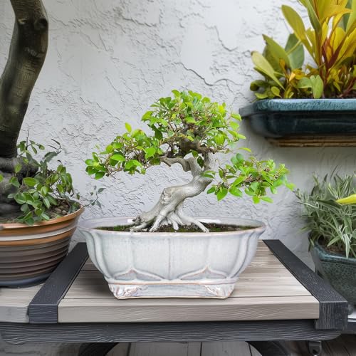 11 Inch Bonsai Pots (11 Inch / Oval Grey)