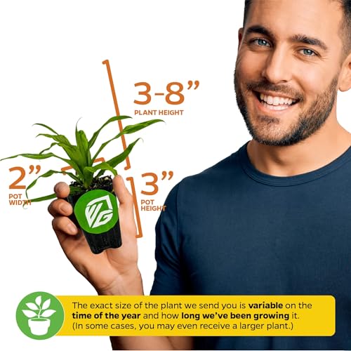 White Jade Pineapple Live Plant (White Jade)