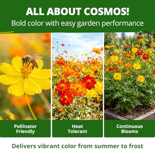 Bright Lights Cosmos Mix Seeds