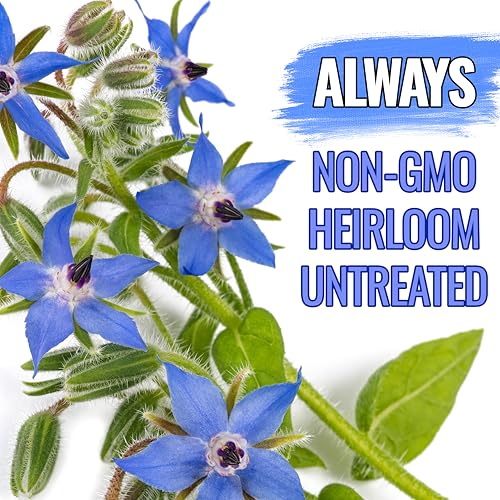 Borage Seeds to Plant Heirloom Blue Edible Flowers 5 Packs (5 Packs)