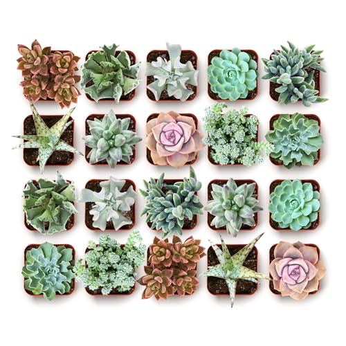 Coastal Succulent Bulk Plant Pack Collection (256 Pack)